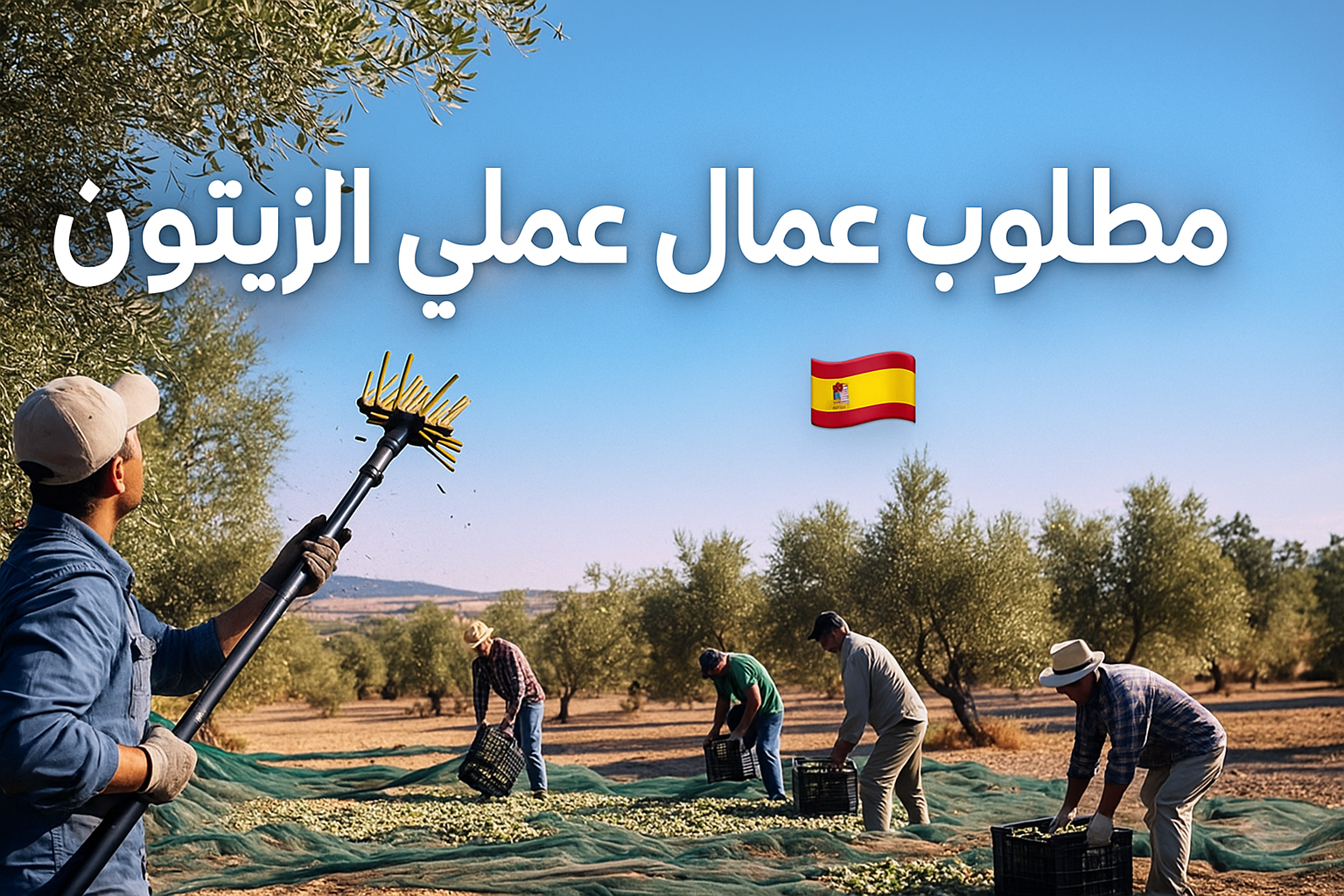 فرص عمل موسمية للفلاحين في جني الزيتون